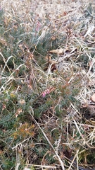 Erica carnea