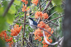 Melanotis hypoleucus