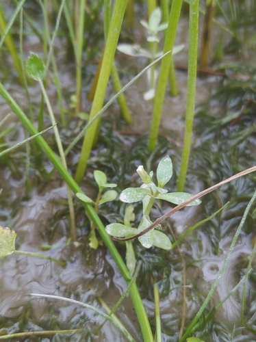 Clammy hedge hyssop (Gratiola neglecta)