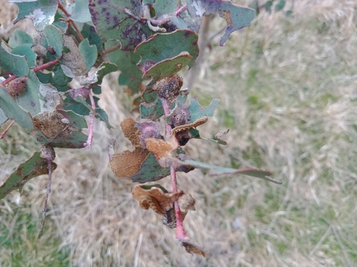 Image of Mealy Bundy (Eucalyptus nortonii) by (c) Carl Ramirez, some rights reserved (CC BY)