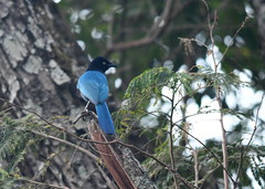 Cyanocorax melanocyaneus