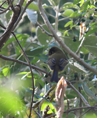 Empidonax flavescens