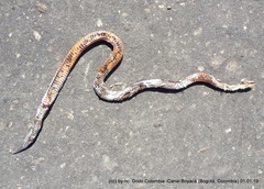 Atractus crassicaudatus