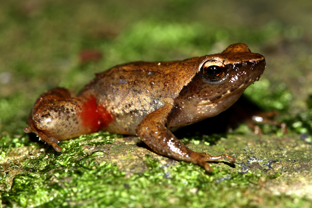 Nilgiri Dancing Frog