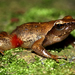 Pink-thighed Dancing Frog - Photo (c) Davidvraju, some rights reserved (CC BY-SA)