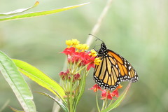 Danaus plexippus