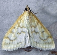 Hahncappsia pergilvalis
