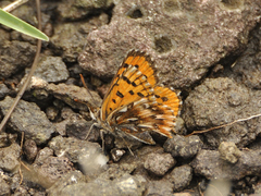 Chrysoritis pelion