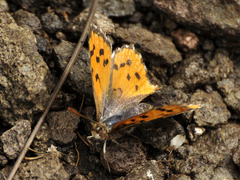 Chrysoritis pelion