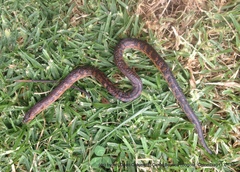 Atractus crassicaudatus