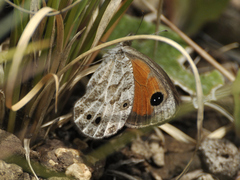 Pseudonympha magoides