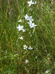 Lomatogonium rotatum