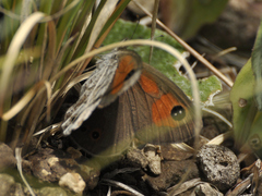 Pseudonympha magoides
