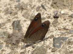 Stygionympha scotina