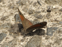 Stygionympha scotina