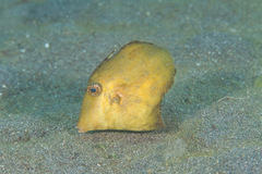 Pseudomonacanthus macrurus