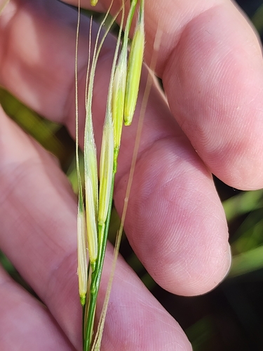 Image of Zizania palustris by (c) Norma Malinowski, some rights reserved (CC BY)