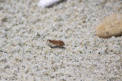 Platorchestia platensis