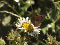 Stygionympha scotina