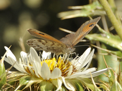 Pseudonympha magoides