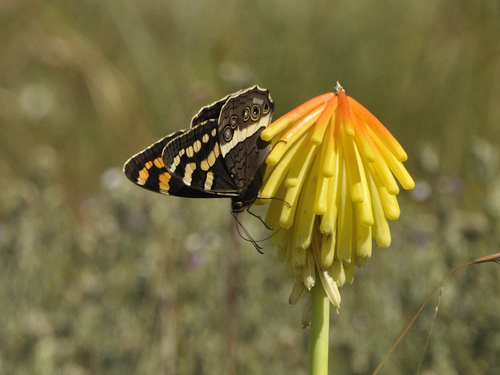 Table Mountain Beauty photo 3