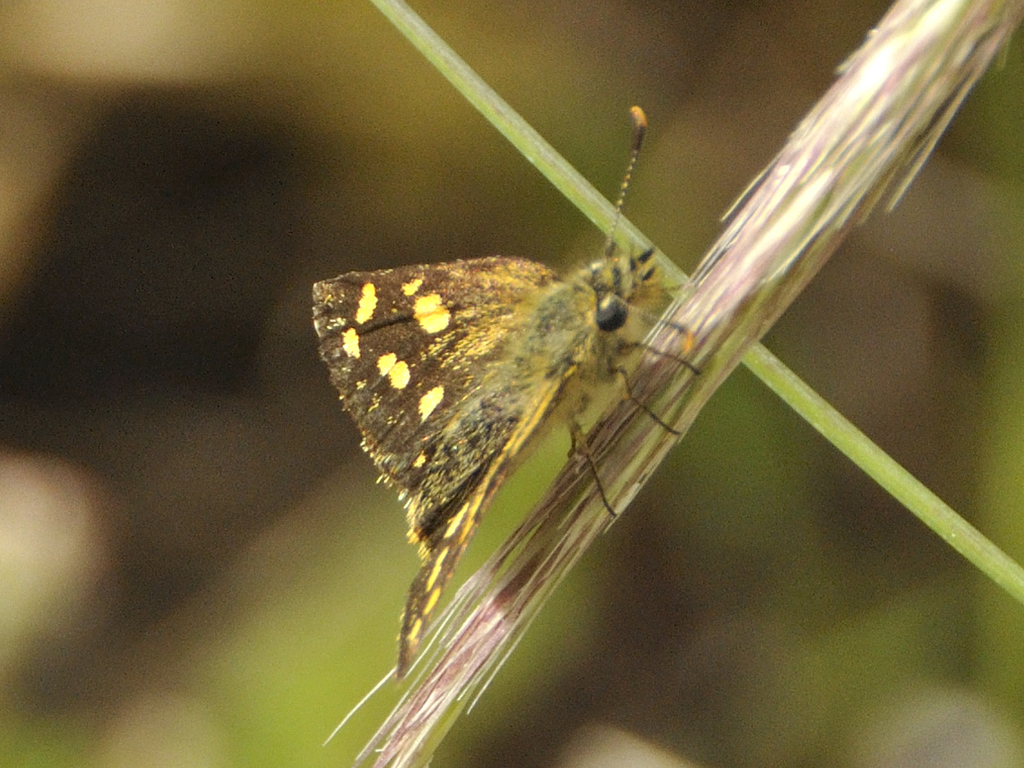 Grassveld Sylph