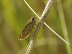 Metisella malgacha orina