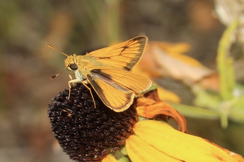 Delaware Skipper