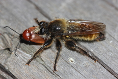 Laphria flava