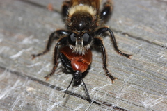 Laphria flava