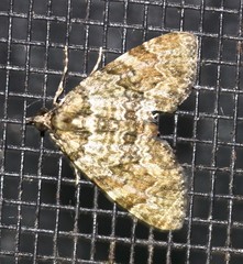 Heterochasta lasioplaca