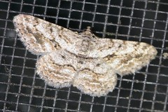 Psilalcis isombra