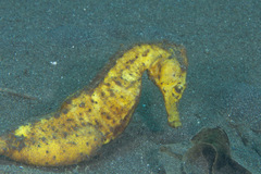 Hippocampus kuda