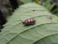Asphaera quadrifasciata
