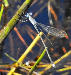 Lestes tridens