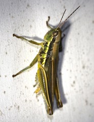 Bermius odontocercus