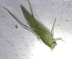 Polichne