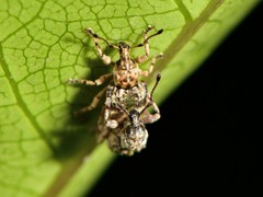 Brachyolus punctatus