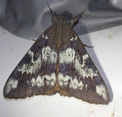 Oxyodes tricolor