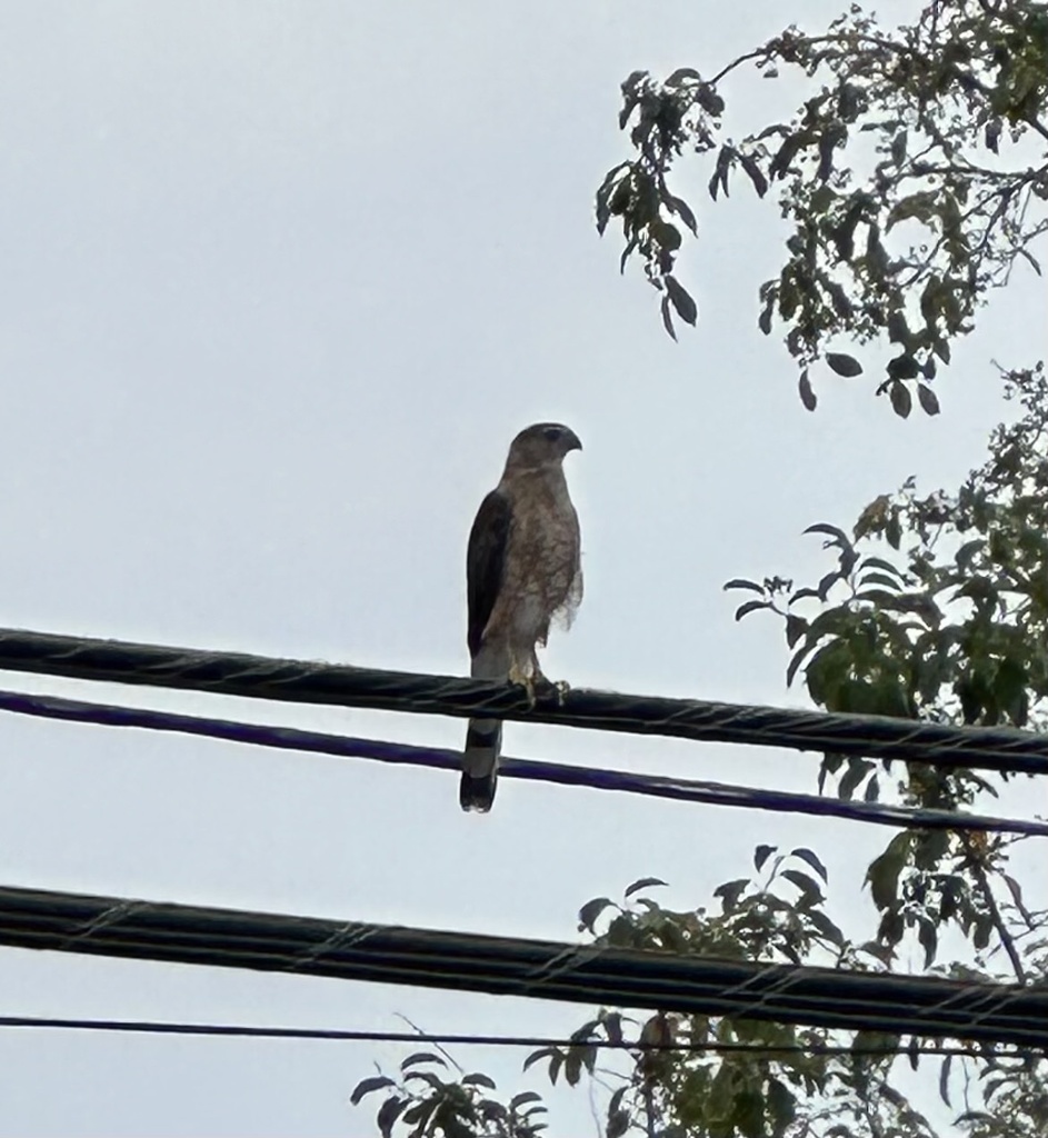 Cooper's Hawk from Shoemaker Rd, King Of Prussia, PA, US on August 5