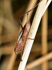 Conocephalus albescens