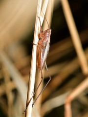 Conocephalus albescens