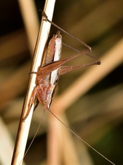 Conocephalus albescens