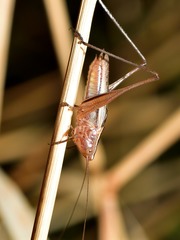 Conocephalus albescens