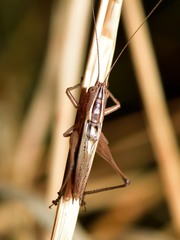 Conocephalus albescens