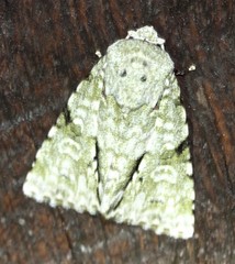 Acronicta psorallina