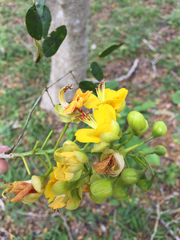 Erythrostemon yucatanensis