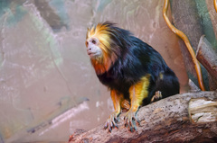 Leontopithecus chrysomelas