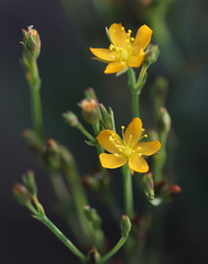 Hypericum lalandii