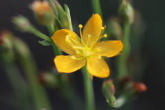 Hypericum lalandii